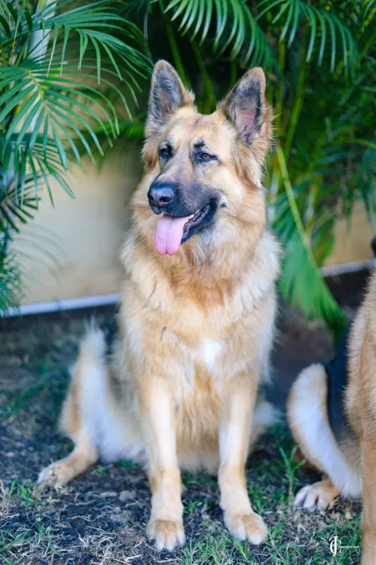 Rani sitting in the garden