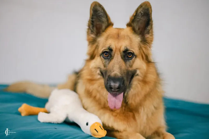 Rani lying on a teal bed beside her white goose plush