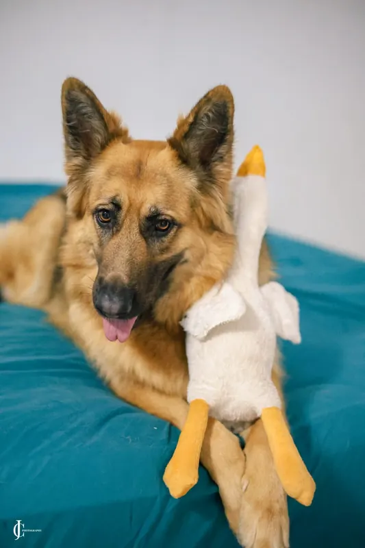 Rani cuddling her goose plush on a teal bed