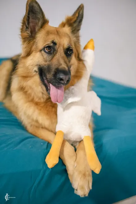Rani, a long-coated German Shepherd, cuddling a white goose plush toy