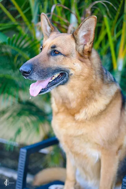 Rocky, a short-coated German Shepherd, sitting in front of palm leaves
